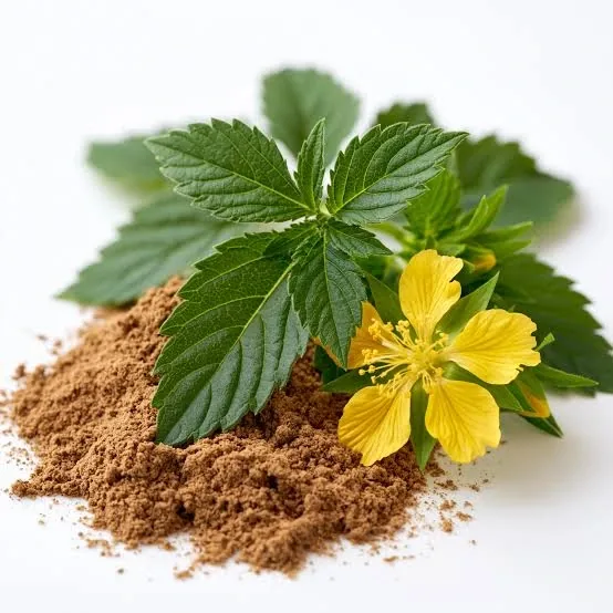Damiana leaves, flower and powdered leaf, seller image