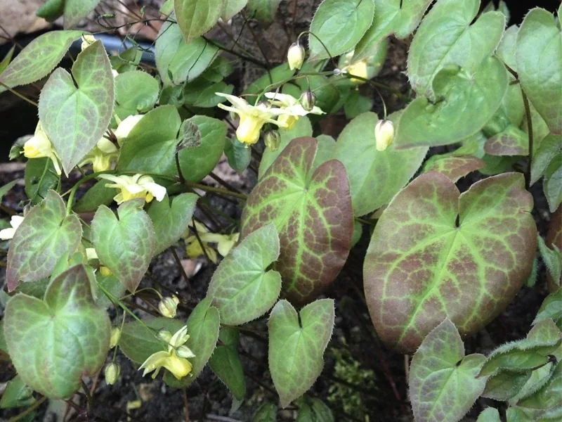 Horny goat weed (epimedium) leaves and flowers, seller image