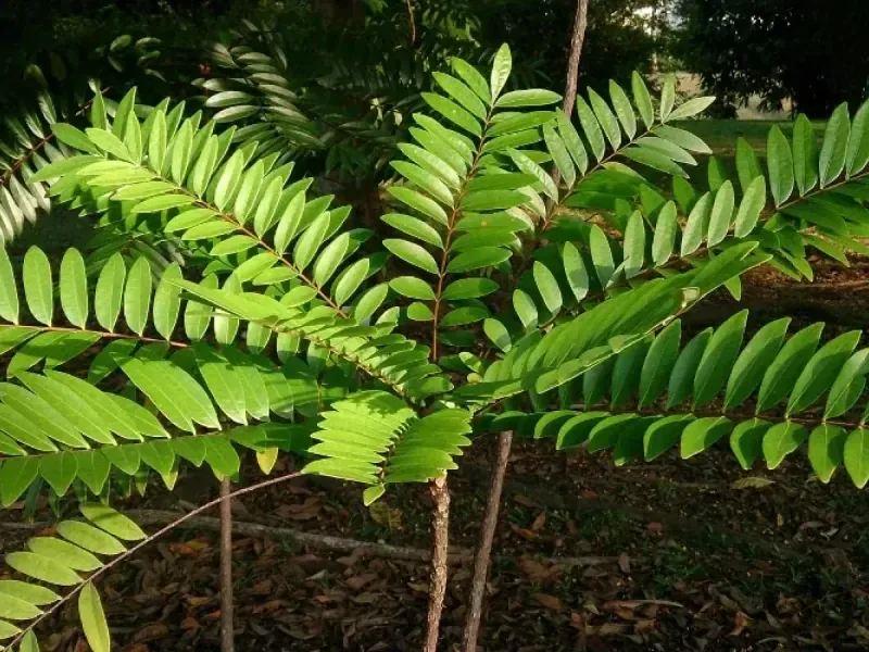 Tongkat ali (Eurycoma longifolia) leaves, seller image